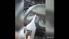 Opel Vectra C Headlight Repair X10